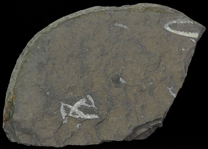 Fossil Graptolites (Didymograptus) - Great Britain #67998
